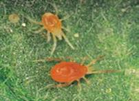 red spidermite