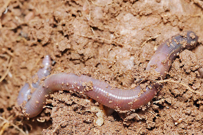 http://upload.wikimedia.org/wikipedia/commons/thumb/6/60/Earthworm.jpg/800px-Earthworm.jpg