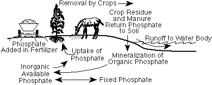The Phosphorous Cycle